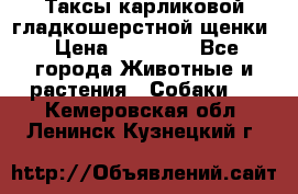 Таксы карликовой гладкошерстной щенки › Цена ­ 20 000 - Все города Животные и растения » Собаки   . Кемеровская обл.,Ленинск-Кузнецкий г.
